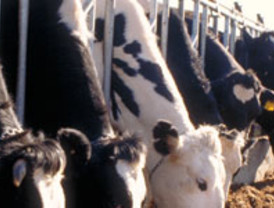 El sector agroindustrial al borde de la quiebra por la subida de los piensos