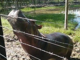 El proteccionismo y la exclusión