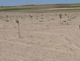 Castilla y León acoge la primera plantación experimental ecológica de pistacho