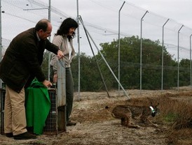 Dos linces más para Doñana