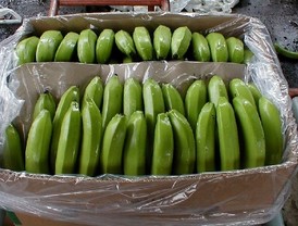 España decomisa 162 kilos de cocaína en plátanos falsos