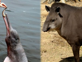Un tapir y el delfín del Ganges entran en la lista de especies amenazadas