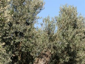 La producción de aceite bajará un 12,5% en la nueva campaña