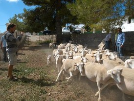 Clarines de reflexión