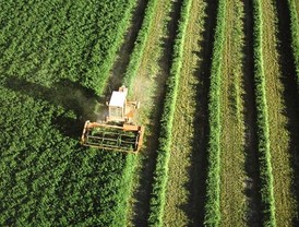 Incautadas 2.460 aletas de tiburón