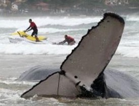 Muere una ballena tras dos días encallada en una playa de Río de Janeiro