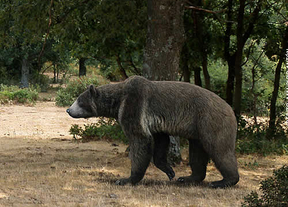 Encuentran en Madrid el hueso de pene de oso más antiguo