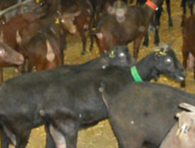 PROTESTAS DE LOS PRODUCTORES DE LECHE DE CABRA