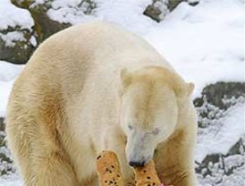 El oso Knut tendrá un monumento en el Zoo de Berlín y será disecado