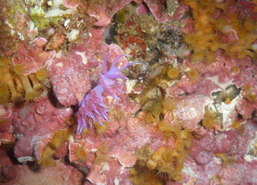 Flabellina affinis. Reserva Integral Islas Hormigas Cabo de Palos