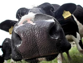 Israel libera 250 prisioneros palestinos