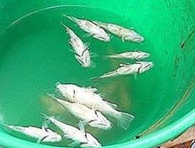 El Euríbor consolida la senda bajista y sitúa su tasa diaria en el 1,409%