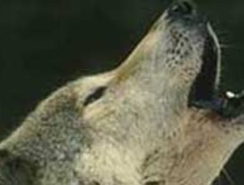 'Tierra de Campos Viva' denunciará ante Fiscalía a las candidaturas de Melgar y Santervás