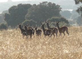 Ecologistas pide una auditoría "a fondo" de las actuaciones en materia de caza en Castilla-La Mancha