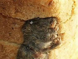 Carrefour extiende la campaña comparativa de precios con Mercadona