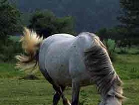 La comunidad andaluza registra 29 focos de Fiebre del Nilo hasta mediados de octubre