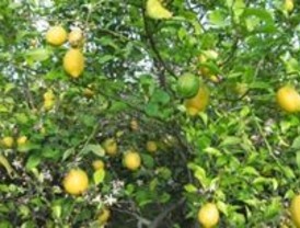 Boix mete prisa al Constitucional para que falle el recurso contra la prohibición