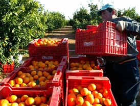 ASAJA acusa a UGT y CCOO de coaccionar a los agricultores presionándoles para que firmen un documento ilegal