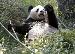 China dedica el primer hotel temático del mundo al oso panda