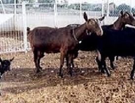 La Comunidad subvenciona con 40.000 euros el control lechero de la cabra de raza murciano-granadino