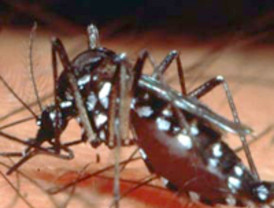 Entre los usuarios de los celulares existen reglas no escritas