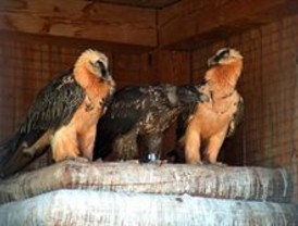 La Junta aporta más de 600.000 kilos a los Comederos de Aves Carroñeras en beneficio a las especies amenazadas
