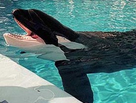 Guillermo Fino de nuevo a la cárcel