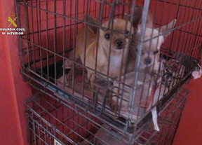 La Guardia Civil interviene 400 cachorros de perro en el mes de diciembre