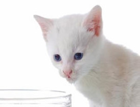 Buscan convertir a Ciudad de México en icono turístico con feria del sector