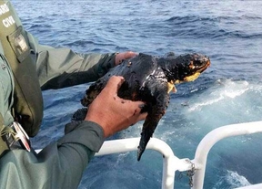 Una tortuga en peligro de extinción, primera víctima del naufragio del barco ruso