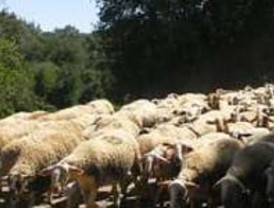 El “Miss Venezuela es un sentimiento de unidad”