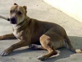 Está confirmado: Hillary Clinton viaja a México el 25 de marzo