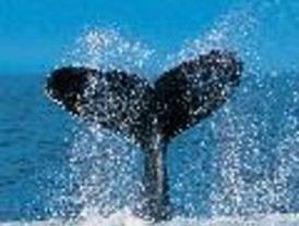 Beneficio para la agroalimentaria andaluza