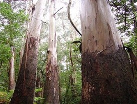 La Consejería de Agricultura desarrolla un programa de conservación en árboles monumentales de Cieza, Mula y Ricote