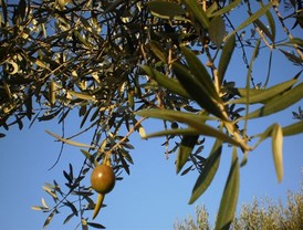 El aceite de oliva registra las cotizaciones más bajas de los últimos siete años, según Asaja