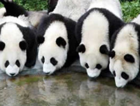 No más Pulpo Paul, ahora existen doce pandas adivinos en China