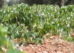 Castilla-La Mancha busca alianzas en Bruselas para mantener derechos de plantación del viñedo