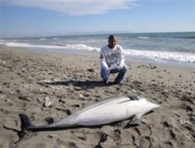 Aparecen varados en playas de Almería dos delfines con heridas por hélices de barco