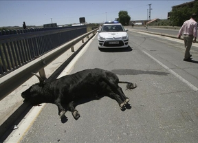 Se escapa un toro que iba a participar en un festejo en Talavera y hiere a 11 personas