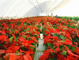 Productores de planta ornamental esperan producir dos millones de pascueros para esta Navidad