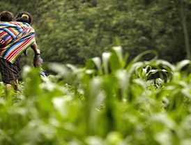 Según Asaja, el 80% de los ganaderos están dispuestos a vender sus ovejas