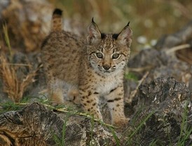 Desalojado el matrimonio de octogenarios cuyo desahucio pedía su propio hijo