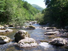 Probable brote de gripe aviar en una granja de Guadalajara