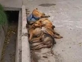 Encuentran 17 perros muertos en playa de Margarita