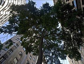 Tres comunidades prevén asumir las competencias de Picos de Europa durante este año