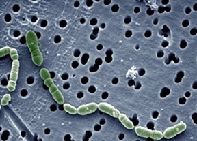 La bacteria 'espacial'