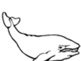 El maldito “gazapo” de los cetáceos