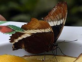 Mueren dos militares españoles en Afganistán