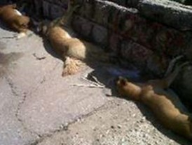 Sancionarán a autoridades por matanza de perros