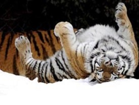 Un instituto pone boca abajo al consejero de Educación